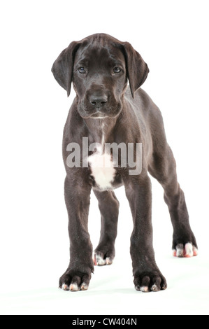 Alano. Puppy in piedi. Studio Immagine contro uno sfondo bianco Foto Stock