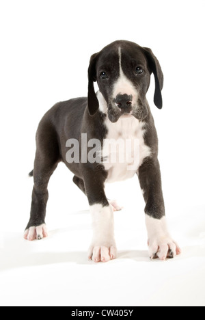 Alano. Puppy in piedi. Studio Immagine contro uno sfondo bianco Foto Stock