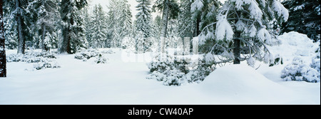 Questa mostra alberi dopo un inverno tempesta di neve. La coperta di neve i rami e i lati degli alberi. Foto Stock