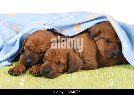 Ridgeback rhodesiano. Tre cuccioli di dormire sotto una coperta Foto Stock