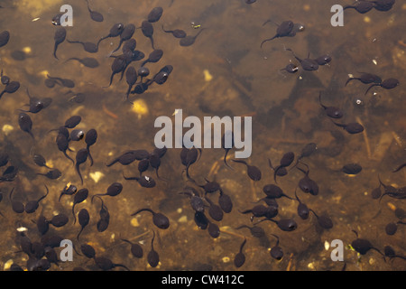 Comune di girini di rana (Rana temporaria ). Le congregazioni di girini in movimento sulla superficie e sul bordo di un laghetto. Sheringham, Norfolk Foto Stock