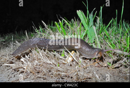 Questo è il giardino in comune slug (Arion distinctus/Arion hortensis) Foto Stock