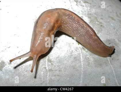 Questo è il compensato o campo grigio Slug (Deroceras reticulatum) un giardino comune slug Foto Stock