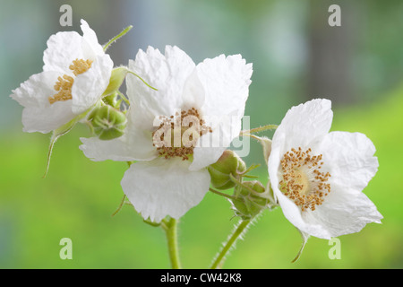 Stati Uniti d'America, Washington, Thimbleberry Rubus parviflorus Foto Stock