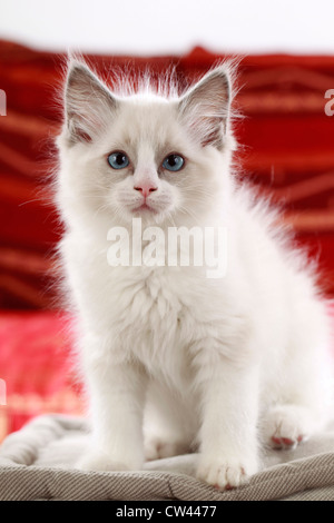 Gatto Ragdoll, gattino seduto su un cuscino Foto Stock