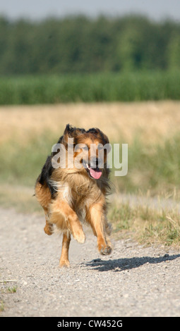 Collie ruvida, Laong dai capelli Collie. Gli adulti che corre lungo un campo via Foto Stock