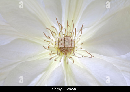 Clematis bianco Foto Stock