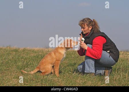 Hovawart. Proprietario dando un tredici settimane vecchio cucciolo a trattare su un prato Foto Stock