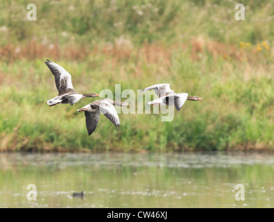 Tre oche graylag (Anser anser) in volo su acqua aperta con una banca erbosa in background Foto Stock