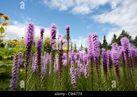 Liatris spicata, dense blazing star o prairie gay giù Foto Stock