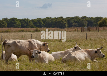 Parco bianco bovini (Bos taurus). Bull, in piedi, con le mucche seduta, "masticare cod'. Allevamento privato, North Norfolk. Foto Stock