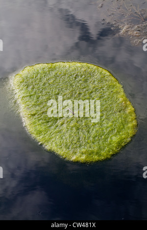 Coperta (erbaccia Cladophora sp. ). Un tappeto di flottante alghe acquatiche sulla superficie di un bordo di campo stagno. Norfolk. Foto Stock