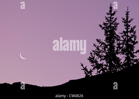 Canada, Alberta, Elbow-Sheep Wildland Parco Provinciale, Highwood Pass, Mount Lipsett, sagome di alberi di sunrise Foto Stock
