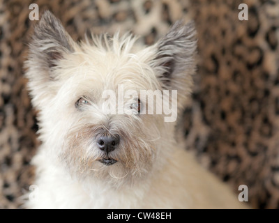 Ritratto di Cairn Terrier Foto Stock