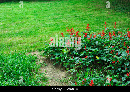 Salvia splendens (Scarlet salvia o tropicale Salvia、Red Sage fiore) Foto Stock