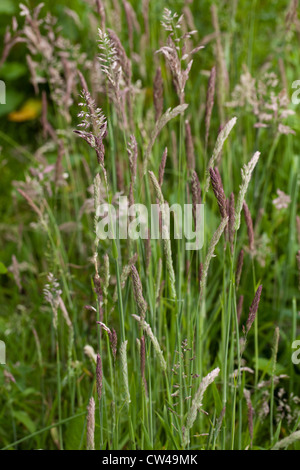 Yorkshire erba antinebbia (Holcus lanatus). Pannocchie in vari stadi di maturazione. Erba perenne preferendo umido e bassa massa. Foto Stock