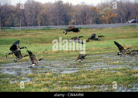 Gli uccelli sorvolano Montezuma National Wildlife Refuge, Seneca Falls, NY Foto Stock