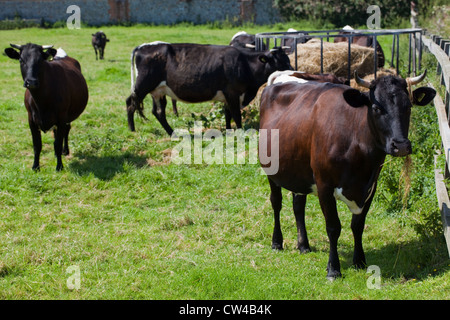 Gloucester Bovini (Bos taurus). Alimentazione della mandria da fieno rack. Mucca con fieno appeso da Horn e la bocca. Foto Stock