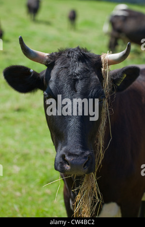 Gloucester Vacca (Bos taurus). Mangiare il fieno. Foto Stock