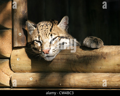 Ocelot, da Leopardo pardalis, Felidae. Noto anche come il nano Leopard. Foto Stock