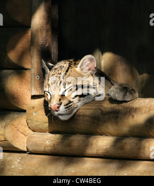 Ocelot, da Leopardo pardalis, Felidae. Noto anche come il nano Leopard. Foto Stock