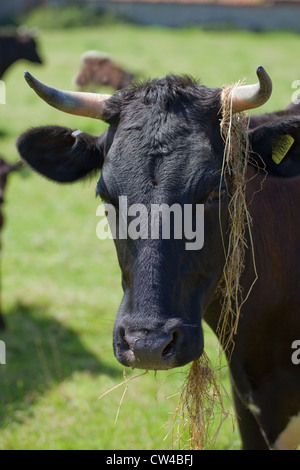 Gloucester Vacca (Bos taurus). Mangiare il fieno. Ritratto. Foto Stock