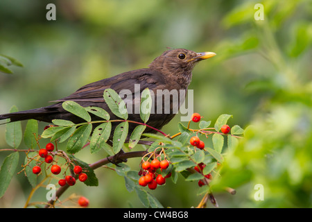 Merlo Turdus merula (Turdidae) alimentazione su frutti di bosco su un Rowan. Sorbus aucuparia Rosaceae Foto Stock