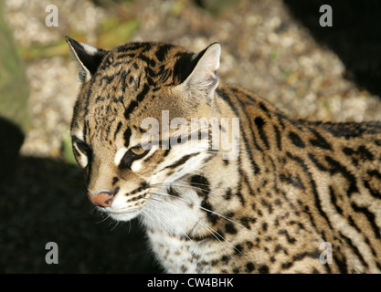 Ocelot, da Leopardo pardalis, Felidae. Noto anche come il nano Leopard. Foto Stock