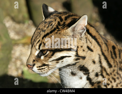 Ocelot, da Leopardo pardalis, Felidae. Noto anche come il nano Leopard. Foto Stock