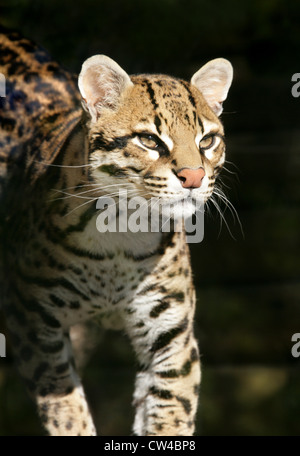 Ocelot, da Leopardo pardalis, Felidae. Noto anche come il nano Leopard. Foto Stock