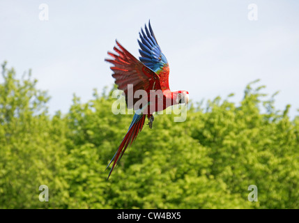 Rosso-Verde Macaw, Ara chloropterus, pappagalli. Noto anche come il verde-winged macaw. Sud Americana Parrot. Foto Stock