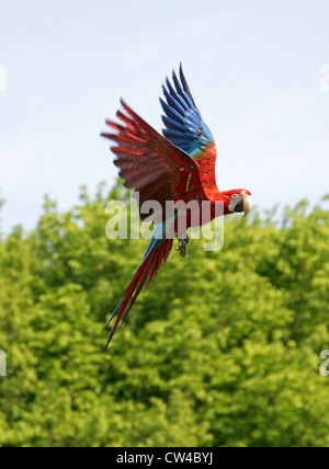 Rosso-Verde Macaw, Ara chloropterus, pappagalli. Noto anche come il verde-winged macaw. Sud Americana Parrot. Foto Stock