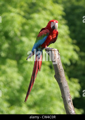 Rosso-Verde Macaw, Ara chloropterus, pappagalli. Noto anche come il verde-winged macaw. Sud Americana Parrot. Foto Stock