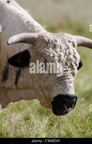 Parco bianco bovini (Bos taurus). Boll. Foto Stock