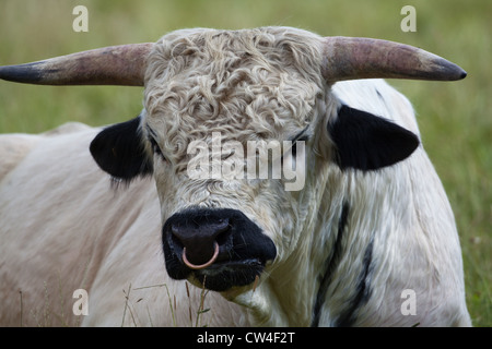 Parco bianco bovini (Bos taurus). Boll. Foto Stock