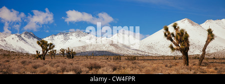 Alberi di Joshua nelle montagne della Sierra Nevada, in California Foto Stock