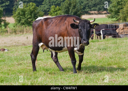 Gloucester Vacca (Bos taurus). Masticare fieno. Razza rara inglese il bestiame. Foto Stock