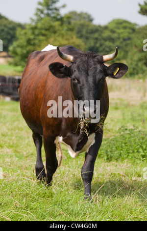 Gloucester Bovini (Bos taurus). La mucca. Razza rara inglese il bestiame. Foto Stock
