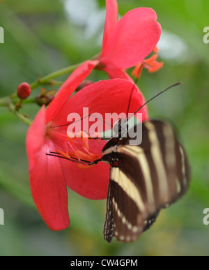 Zebra Longwing alimentazione a farfalla sul fiore rosa Foto Stock