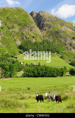 Herdwick pecore e agnelli della grande valle Langdale Estate nel Lake District inglese Foto Stock