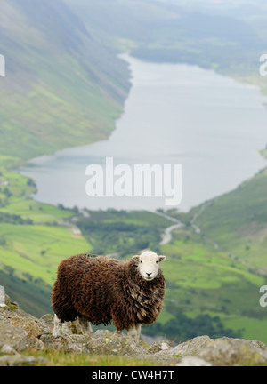 Tradizionale nativa Herdwick pecora su grande timpano nel Lake District inglese, con Wast Water in background Foto Stock