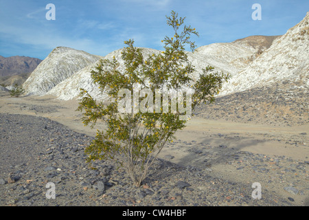 Un albero che cresce al centro delle Saline nella primavera del Parco Nazionale della Valle della Morte, CA Foto Stock