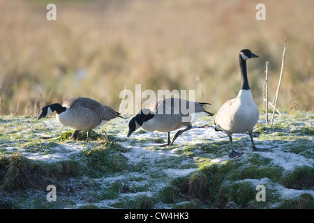 Oche del Canada Branta canadensis. Il tentativo di pascolare su erba congelata. Dicembre. Coltishall comune, fiume Bure, Norfolk Broads. Foto Stock