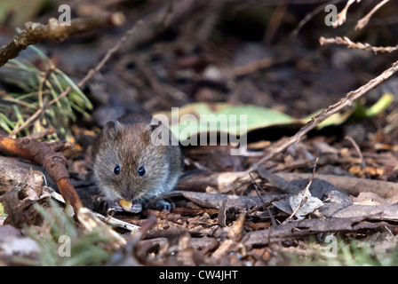 Una banca Vole mangiare sotto un cespuglio Foto Stock