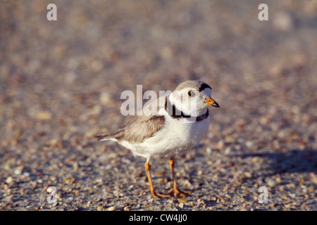 PIPING PLOVER (CHARADRIUS MELODUS) Foto Stock