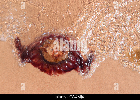 Jelly fish capovolto viene lavato a terra su un rosso spiaggia sabbiosa Foto Stock