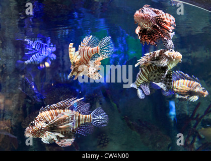 3597. Lo Zoo di subacquea, centro commerciale di Dubai, Dubai, EAU. Foto Stock