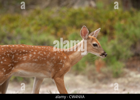 White Tailed Deer Fawn - Odocoileus virginianus Foto Stock
