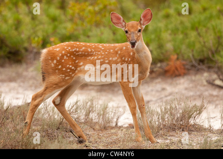 White Tailed Deer Fawn (Odocoileus virginianus) a giocare Foto Stock
