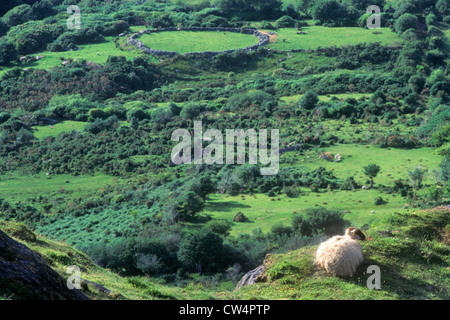 Capre pascolano tra il verde dei campi di rotolamento in Healy Pass, Cork, Irlanda Foto Stock